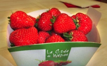 La saison 2015 des fraises est ouverte