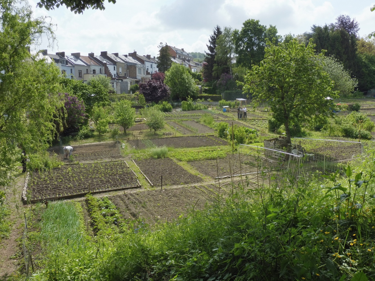 Salzinnes potager communautaire_02